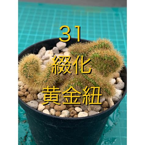 金鈕綴化|金鈕Cleistocactus winteri f.cristata